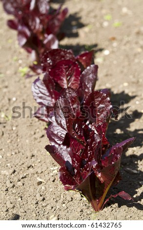 Close up of growing red salad leaves in the soil on a sunlit summers day