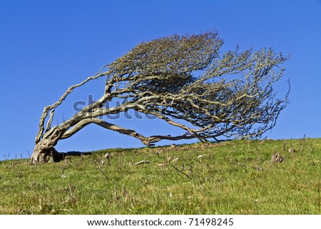Ancient lone hawthorn tree (Crataegus monogyna),sculpted by the wind, so it is now bent over at ninety degrees