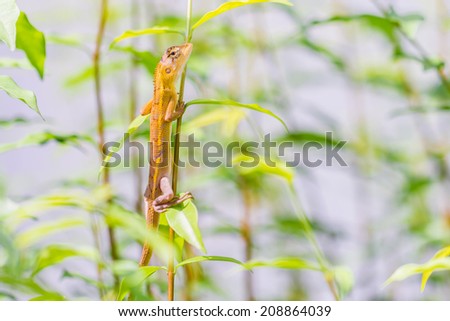 Blue and brown lizard (lacerta viridis), beauty colorful with blue background and nice tail in curve shape, tree lizard, monster, gecko