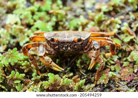 Beccumon alcockianum ,River crab in nature for background use