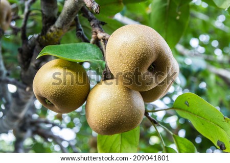 Pear fruit on the tree in the fruit garden