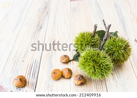 Chestnut isolate on white background, spiky cupules (calybium).