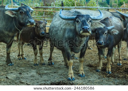 Water buffalo or domestic Asian water buffalo can be found in As