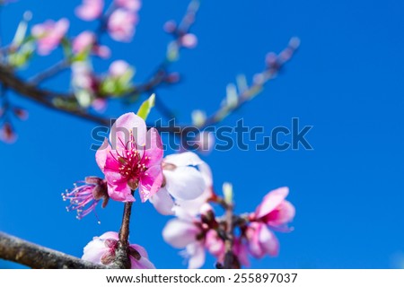 Floral background - blossoming peach branch, against the clear blue sky background.