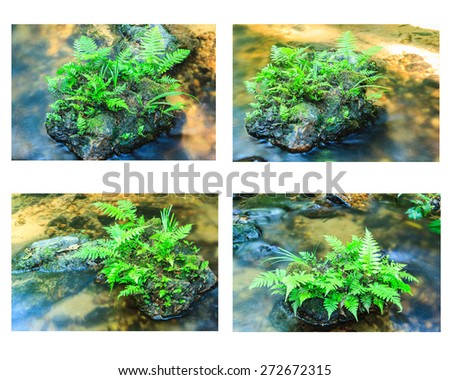 Collection of vegetable fern and Green grass on stone in stream.