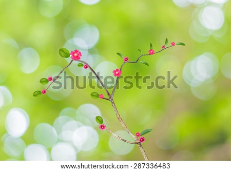 Tree with Abstract Bokeh of tree green color background .