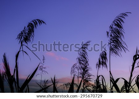 Silhouette of grass flowers