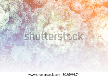 sweet color cabbages in soft style for background