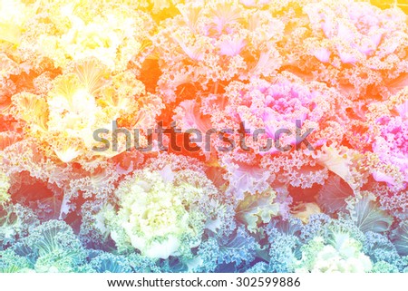 sweet color cabbages in soft style for background