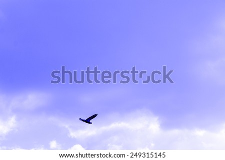 blue sky with cloud bird