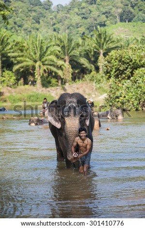 SURATTHANI, THAILAND - February. 25: Daily elephants bath at The Elephant Center, mahouts bathe and clean the elephants in the the river for show the tourism, February 25, 2014 in Suratthani Thailand.