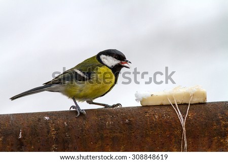 Hungry great tit is going to eat fat. A piece of fresh fatback is a tasty and nutritious treat for the great tit