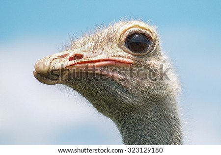 Curious ostrich wants to make friends with photographer. Big eyes and long eyelashes make everyone fall in love with ostrich. Ostrich is not only beautiful it is also very strong and powerful bird