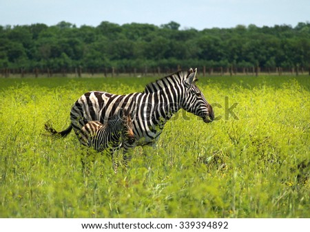 Zebra mother with her cute baby. The zebra family is walking in the colorful grass. Baby zebra is always close to it\'s mother.