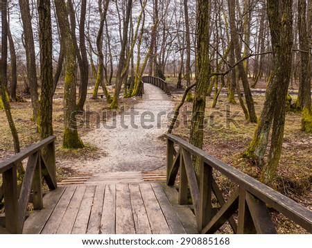 Small walking path in the forest with small bridges over the streams.