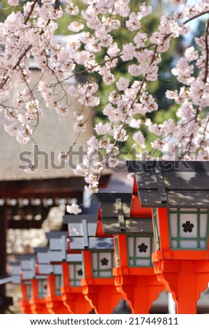 Japanese red lanterns in a park full of cherry blossoms background