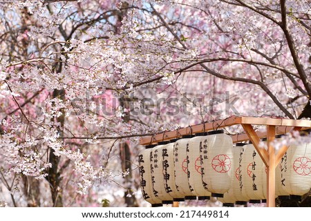 Japanese lantern in the park filled with Sakura