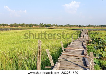 The old wooden bridge Walk across the pond filled with lotus leaves and grass