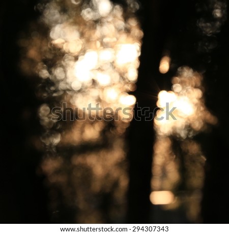 The image of the leaves blur focus in The evening light. Background picture.