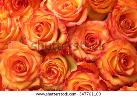 Luxurious bouquet of Mamma Mia / Fryjolly hybrid tea roses in yellow, orange, peach and apricot colors. Closeup still life photo of blooming flowers. Classic floral art studio image.