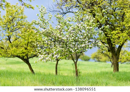 Two blooming apple trees in the orchard with dark sky