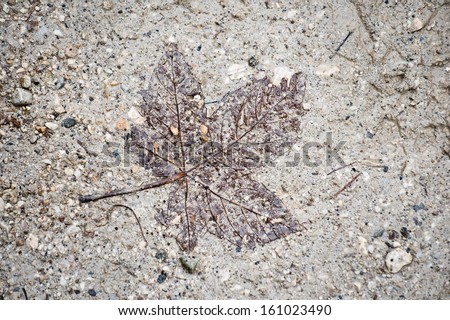 Leaf in the mud and stones looks like aged fossil