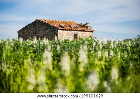 Lonely old house in the middle of field with lupinus flowers