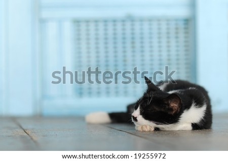 Beautiful black and white cat takes a nap in front of the blue wall