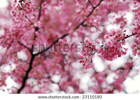 flowering cherry tree pictures. flowering cherry tree