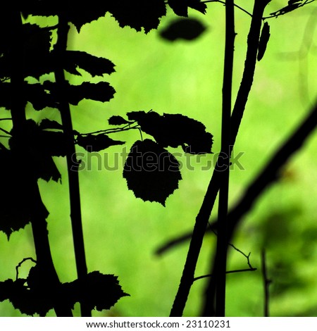 Hazel tree leaf silhouette