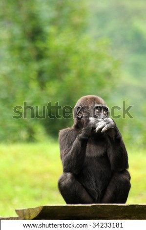 Young gorilla watching