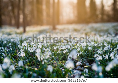 Sunlit forest full of snowdrop flowers in spring season - photo with extremely blurred background