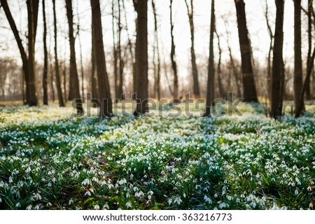 Sunlit forest full of snowdrop flowers in spring season - wide-angle view of nature with extremely blurred background