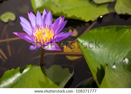 Blue lotus. With colorful lotus pond in full bloom.
