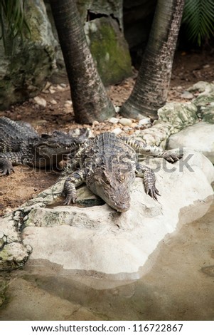 Crocodiles in the area of the zoo. Wild animals live both on land and in water.