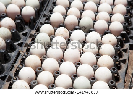 Eggs in a stall in the market. Priced according to the size of a duck egg.