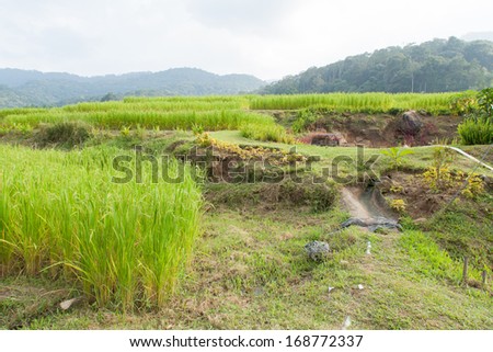 Agricultural areas in the mountains With rice And fruit farm on the mountain with the cold weather.
