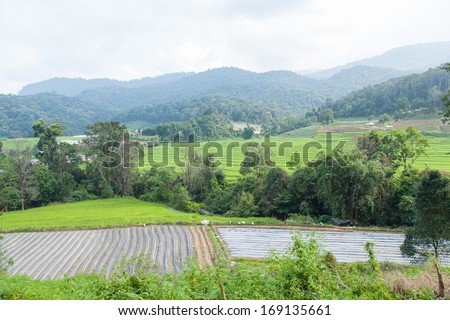 Agricultural areas in the mountains With rice And fruit farm on the mountain with the cold weather.