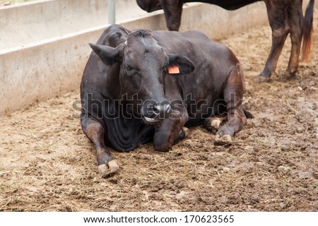 Beef cattle and a large black animals are kept in farms for breeding.