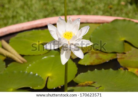 Lotus in the pond Lotus in full bloom, and the approach is to include sprinkling.