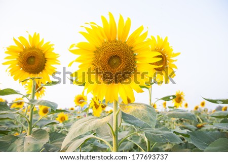 Sunflower in sunflower field Flowering sunflowers in full bloom in the fields of agriculture.
