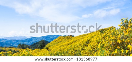 View Flower Fields Tourists at Viewpoint Nature, mountains, flowers and sky