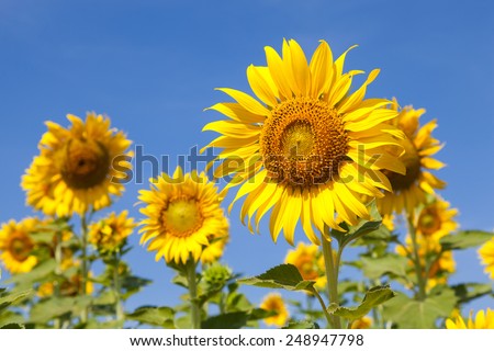 Sunflower field. Sunflower field in full bloom. Cloudy sky clear