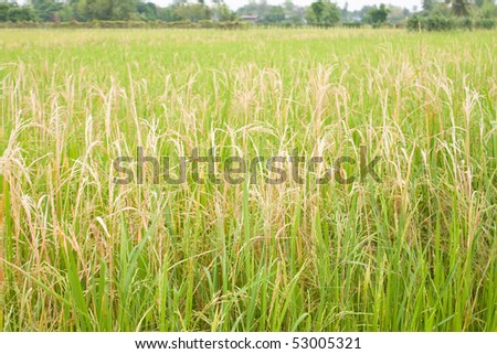 field rice thai nature