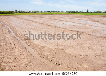 soil field rice,farm rice soil good