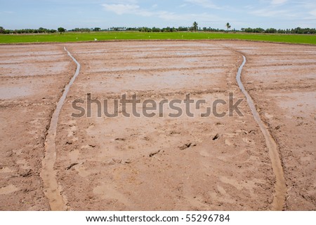 farmland field rice in thailand,water in the field rice