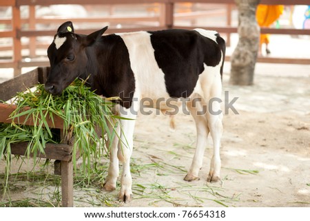 cows eat grass