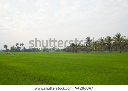 Trees in rice fields. Plant trees in paddy fields. The sky is not bright.