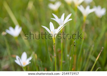 Small flower of grass. Based on the ground in a flower garden. Flowers with small