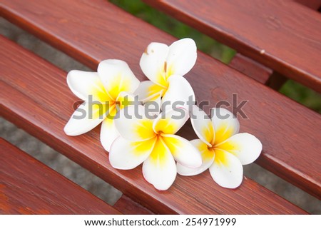 White flowers on a chair. The flowers are slightly fragrant Falling from tree